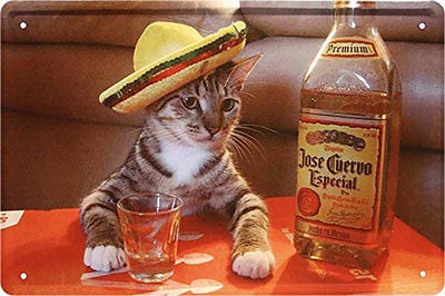 Katze_mit_tequila