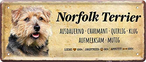 Norfolk_terrier