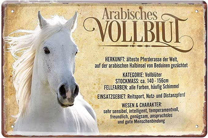 arabisches_vollblut